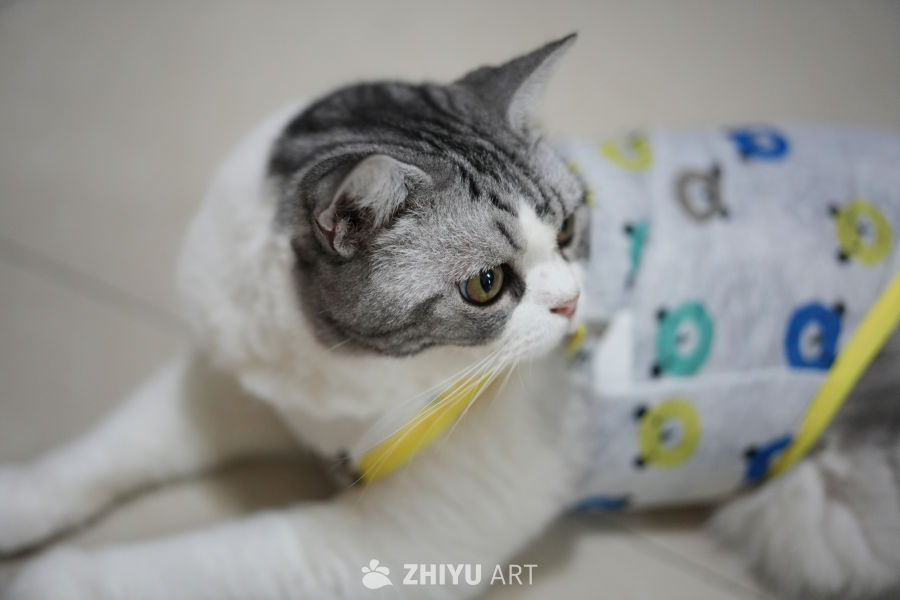 猫咪 24