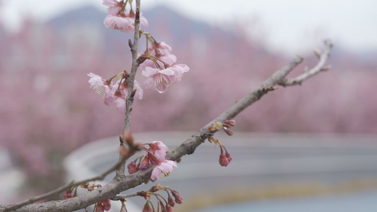 春日樱花静谧