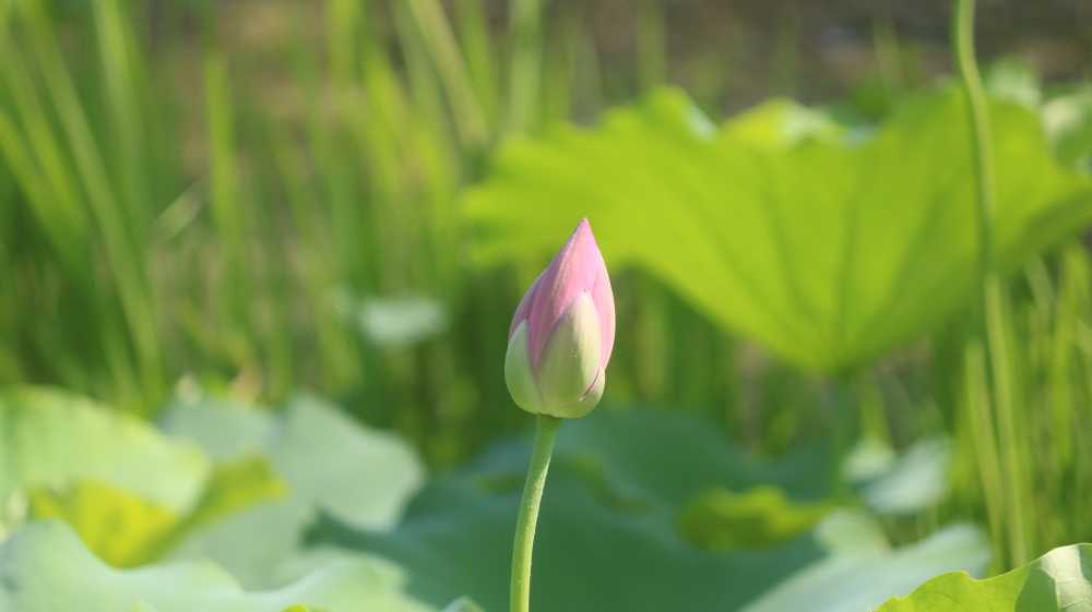 随拍荷花