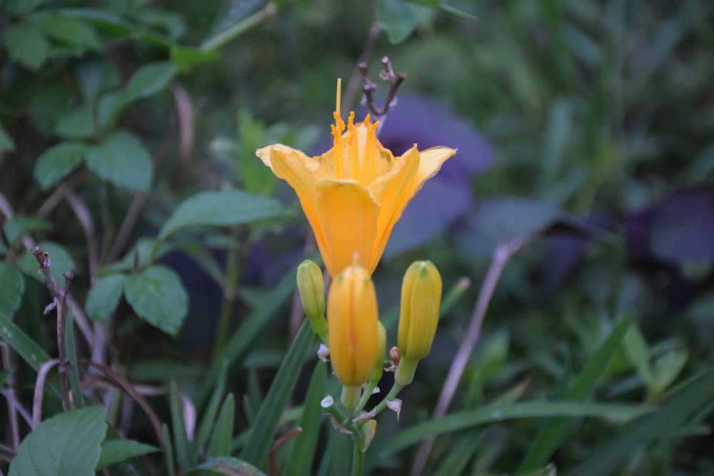 自信之花2