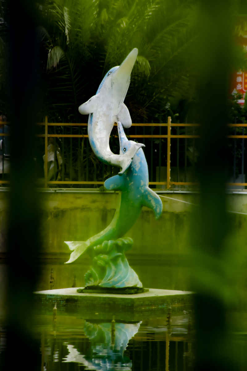 海豚