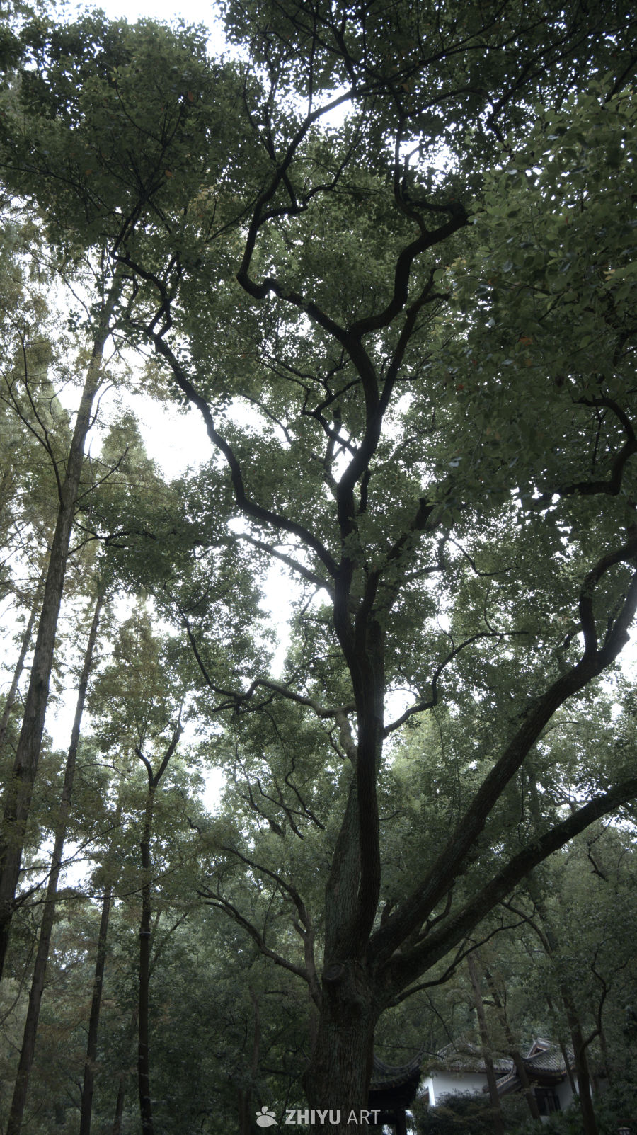 古树参天，绿意盎然