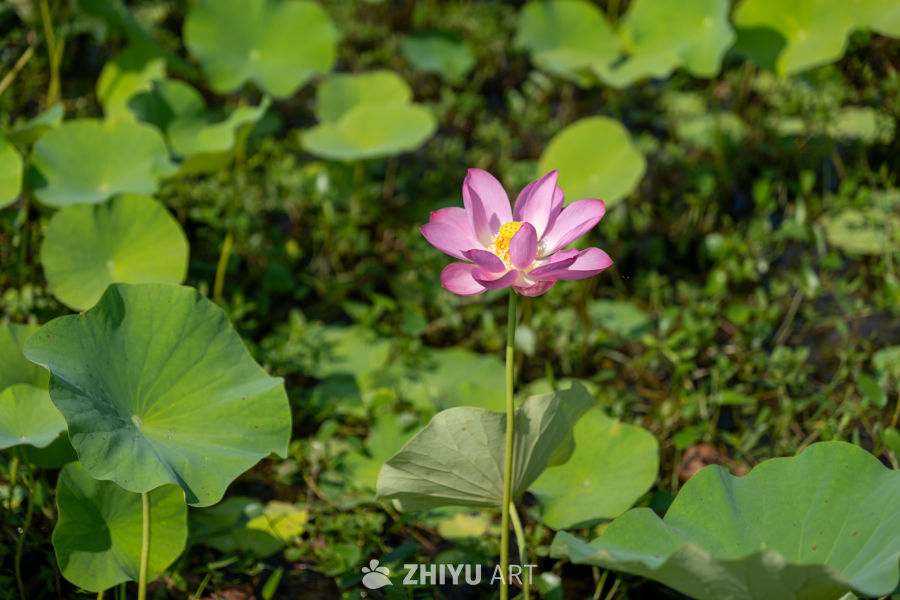 荷花 175