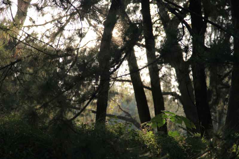 风景 43