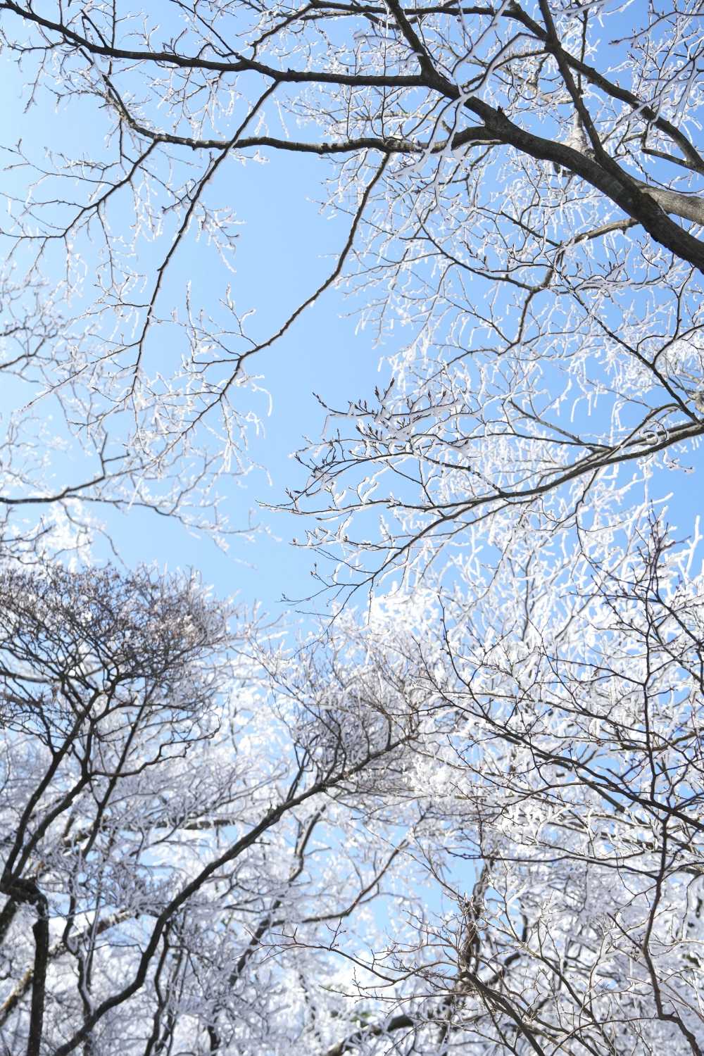 雪落黄山，雾凇云海——雪篇