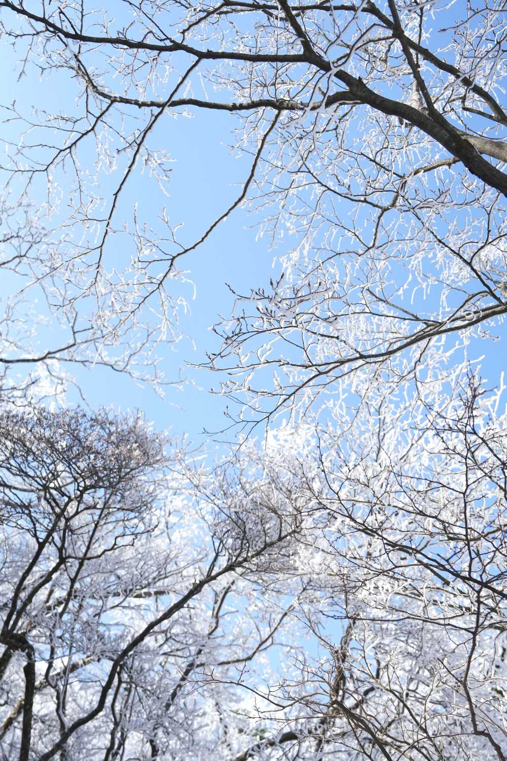 雪落黄山，雾凇云海——雪篇