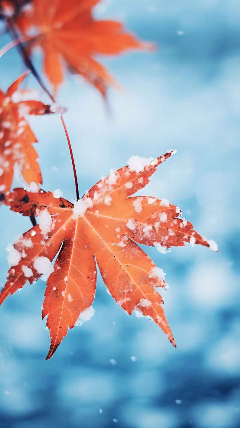 枫叶雪景冬季 15
