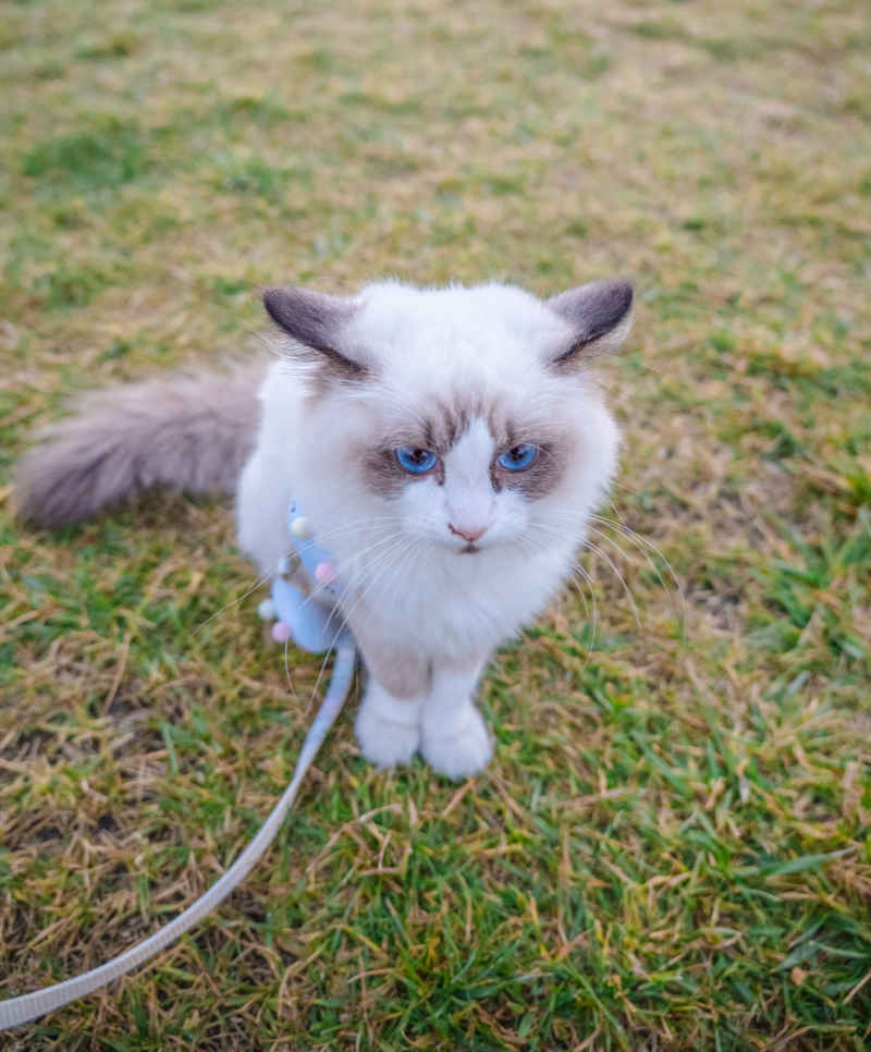 布偶猫