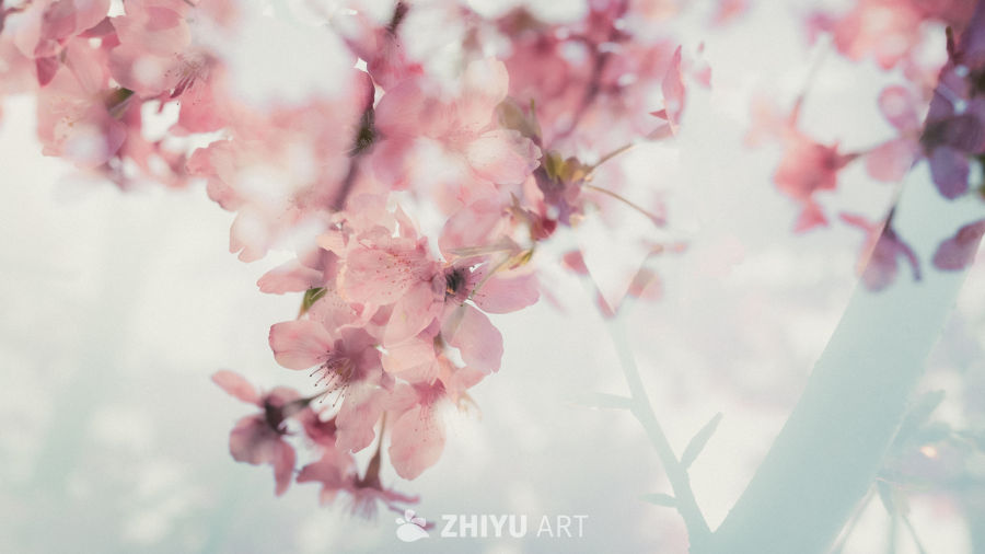 粉樱柔美春日景