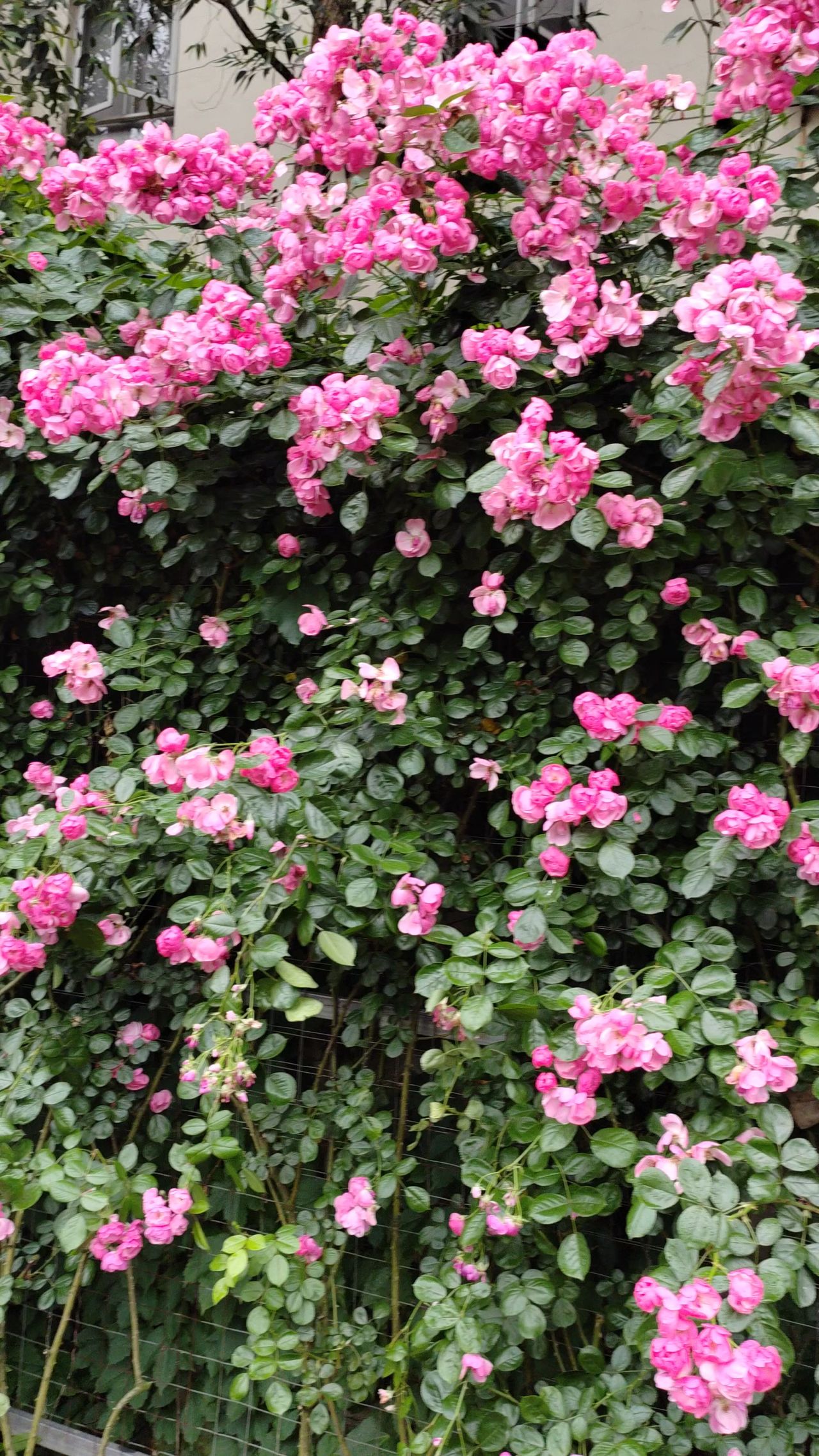 玫瑰花