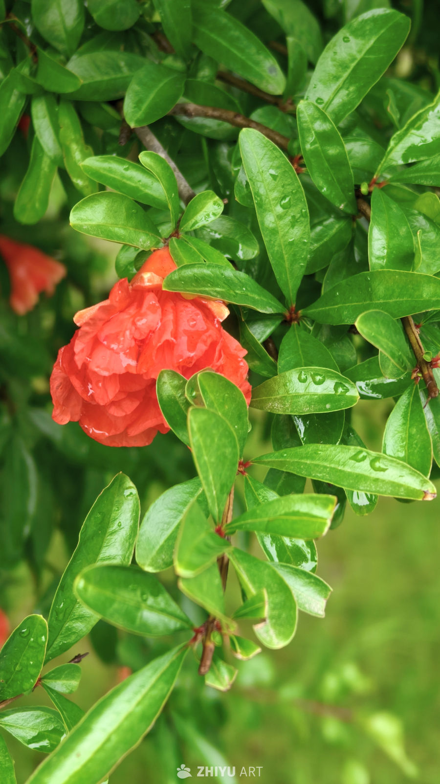 雨后石榴花