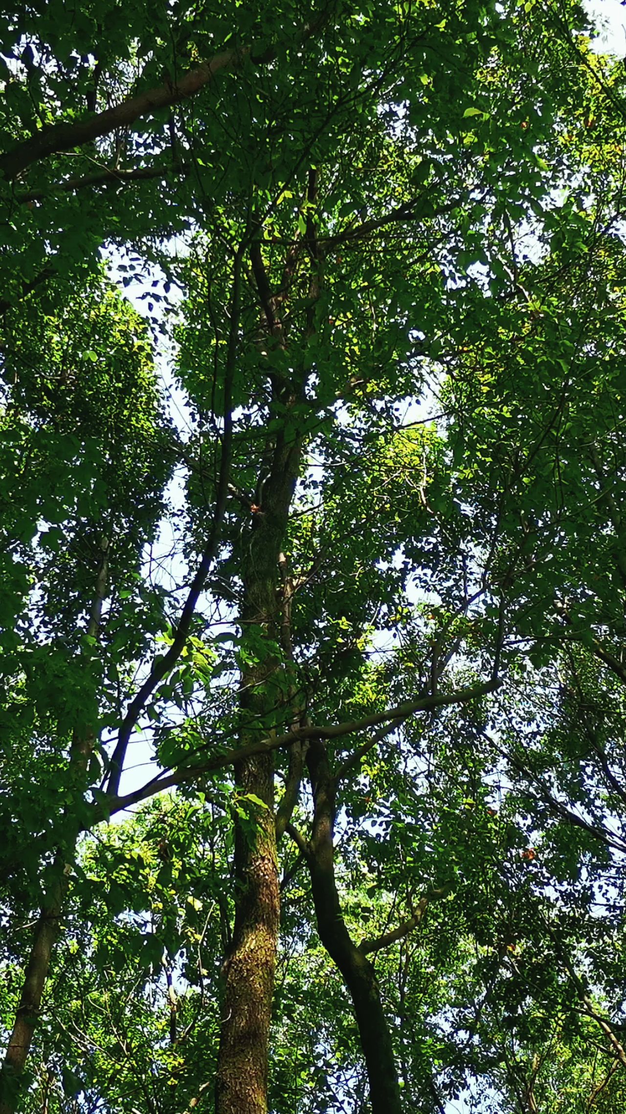 自然风光茂密绿色植物森林竖屏 