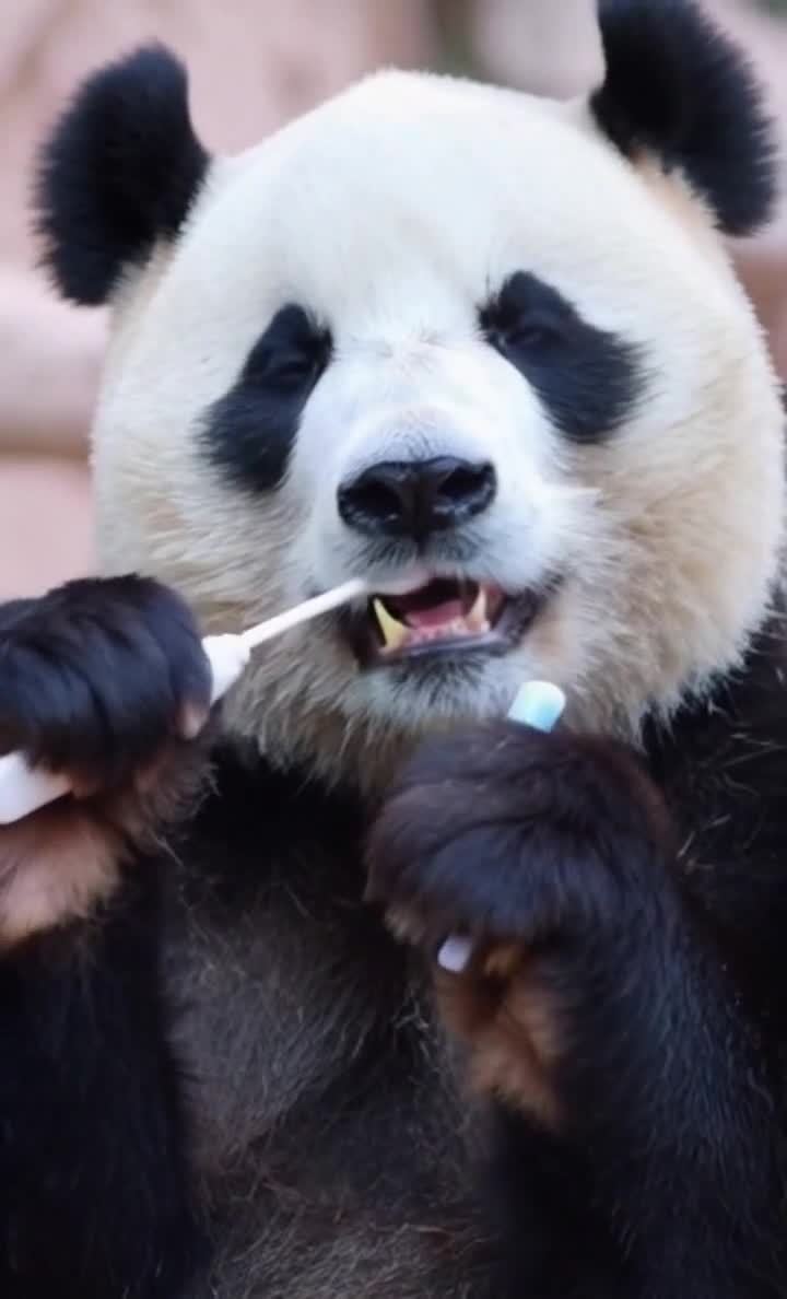 熊猫拿着牙刷刷牙，表情认真萌态十足。