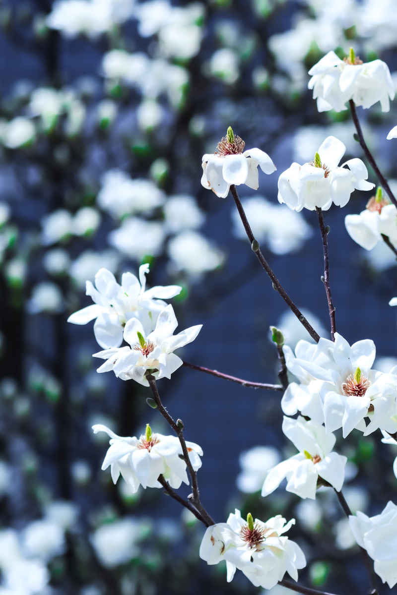 花卉摄影 5