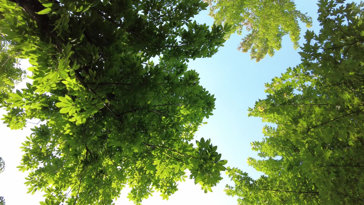 夏日阳光树枝树叶植物鲜花实拍  