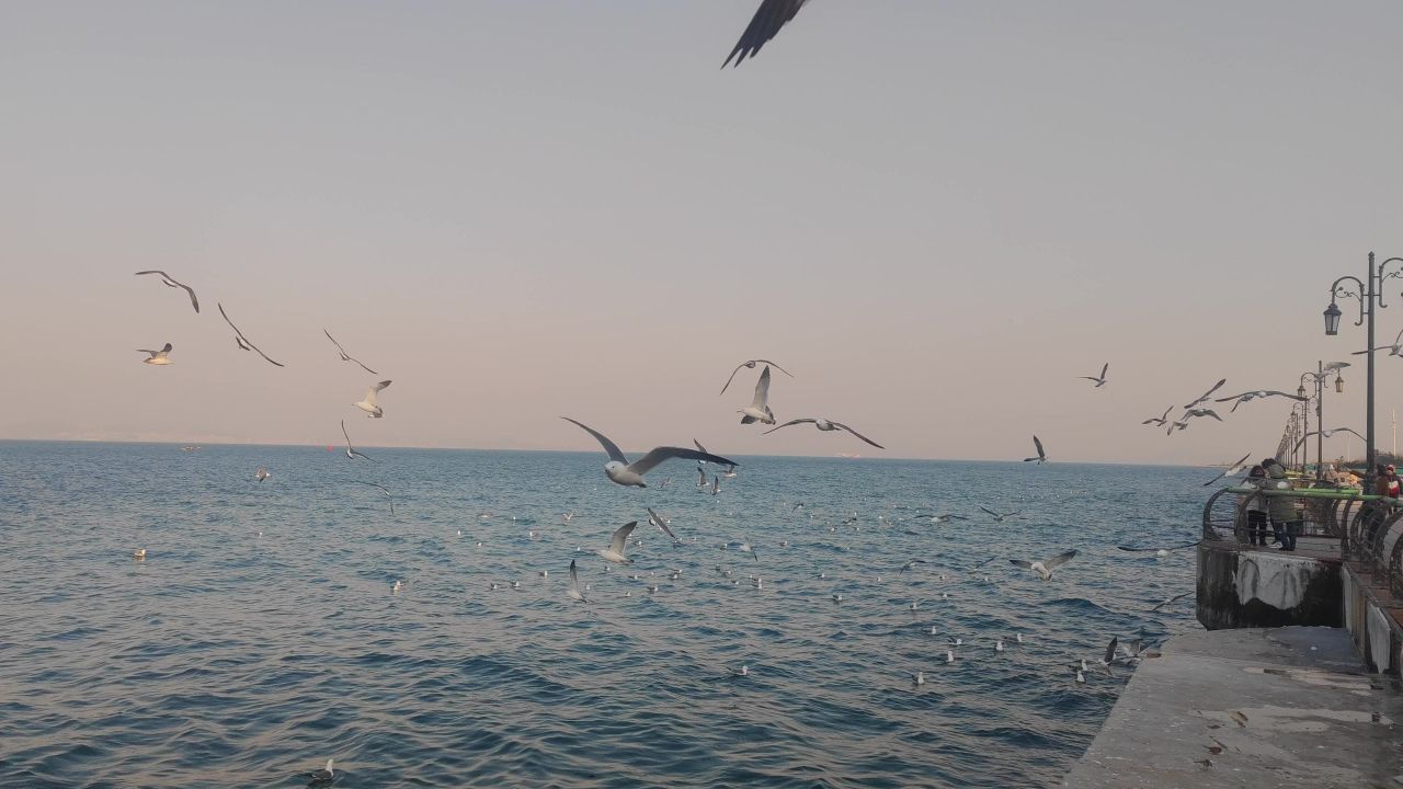 海边飞鸟