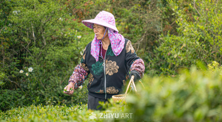 茶园里的忙碌身影