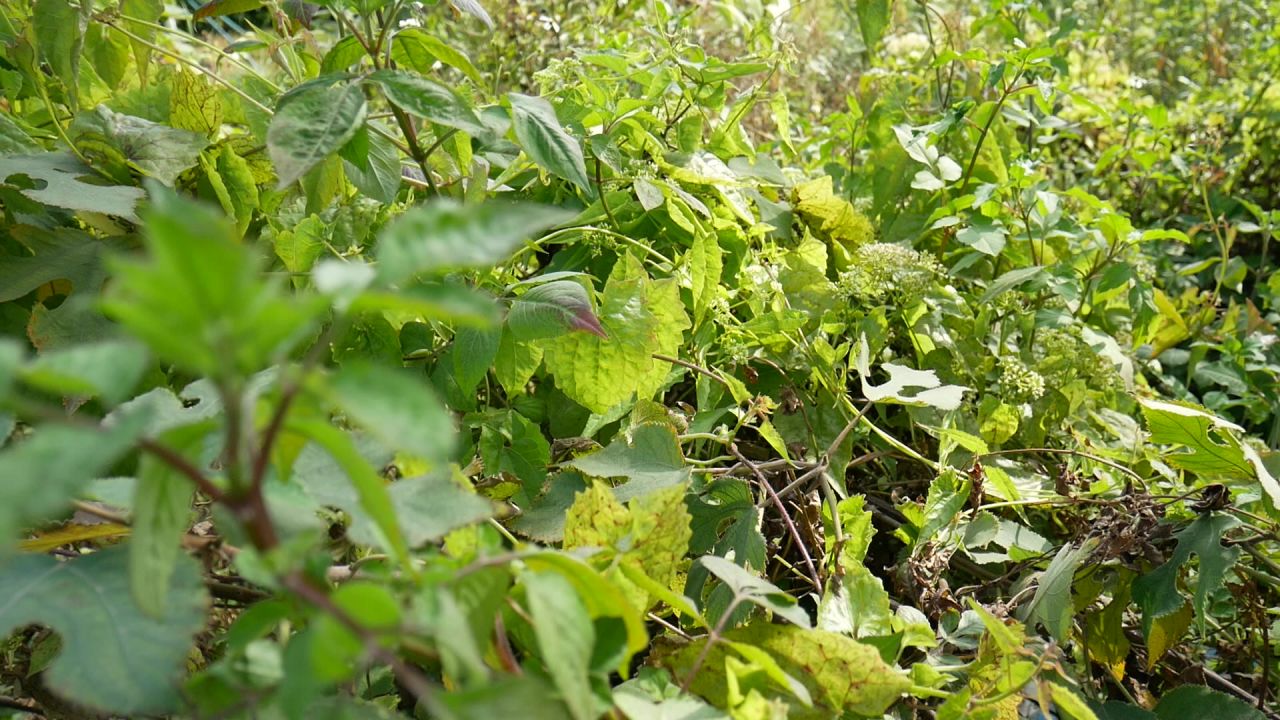 河岸清风野草芦竹