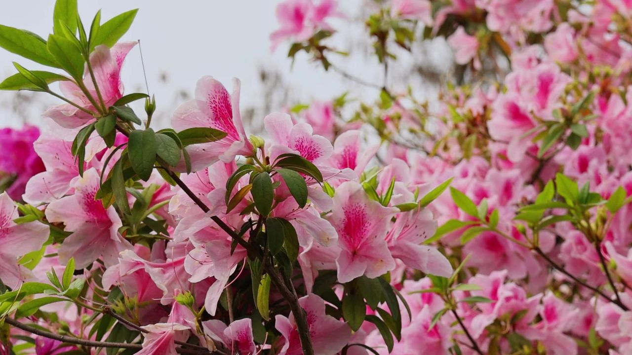 春暖花开杜鹃花盛开 11