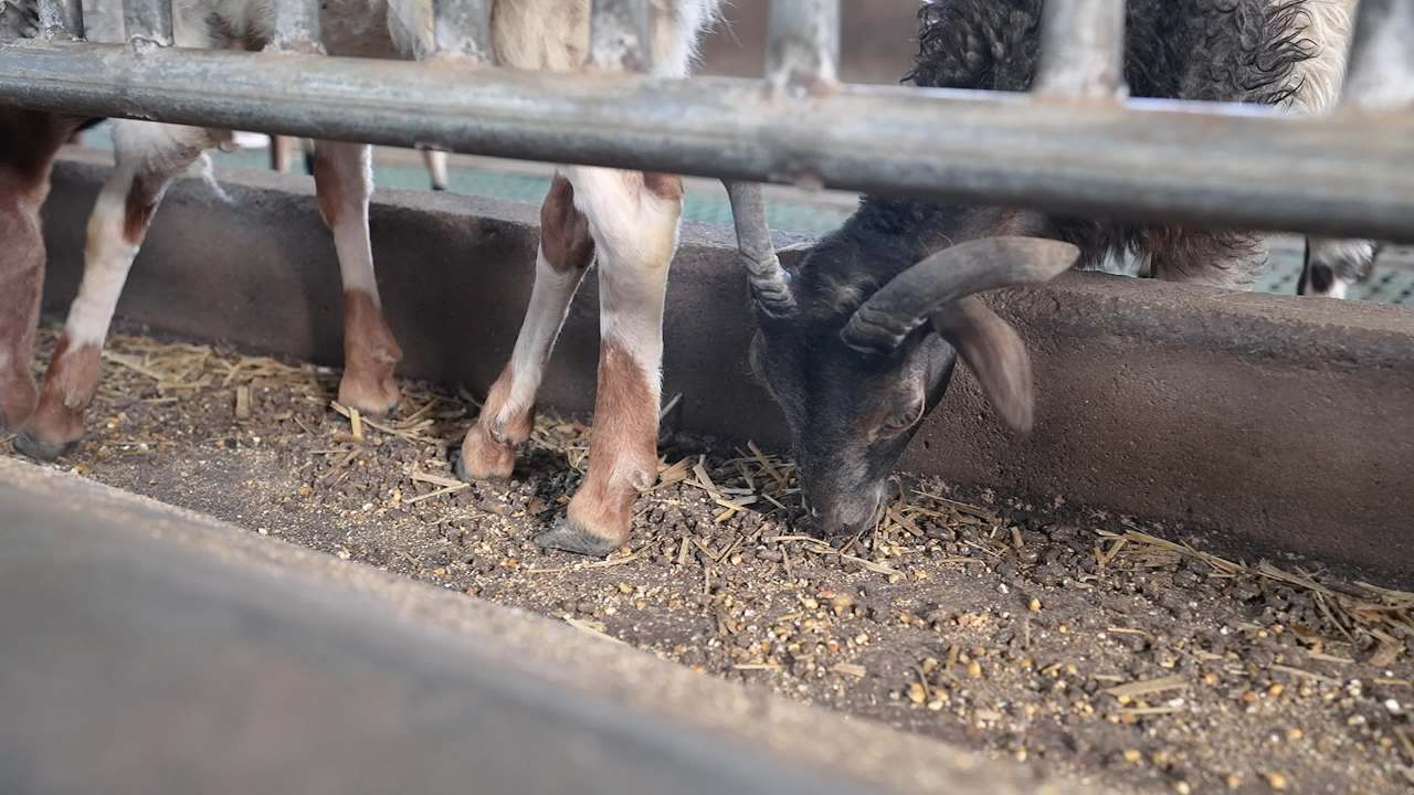 现代化养羊场养殖场景