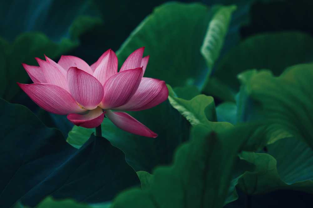 荷花荷叶池塘