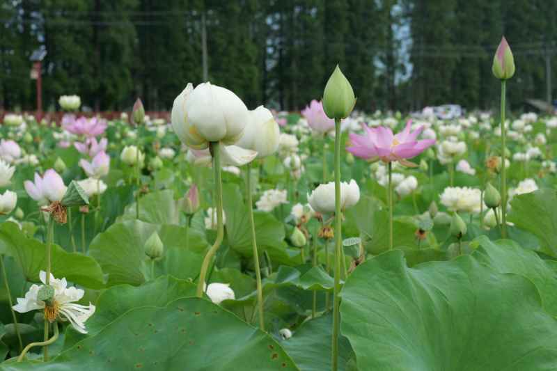 荷花