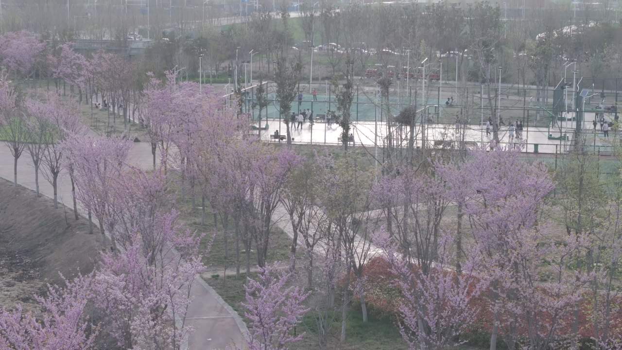 春日樱花下的运动时光
