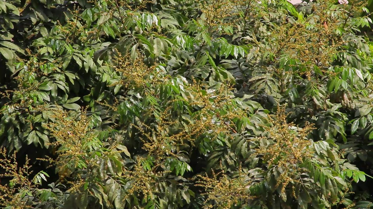 春天龙眼树开花了