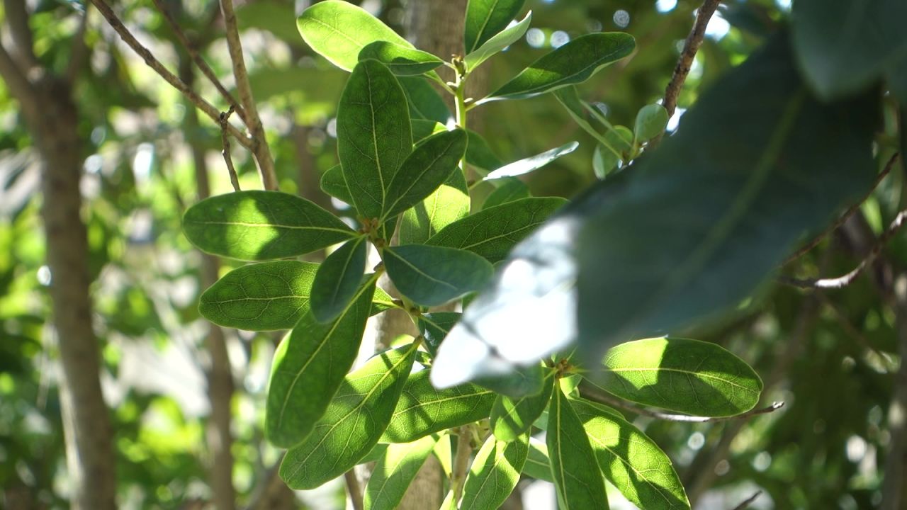 透光树叶观赏性植物