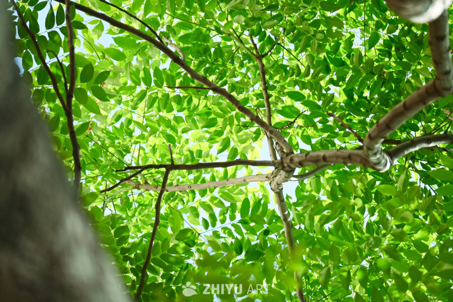 生命的气息 10