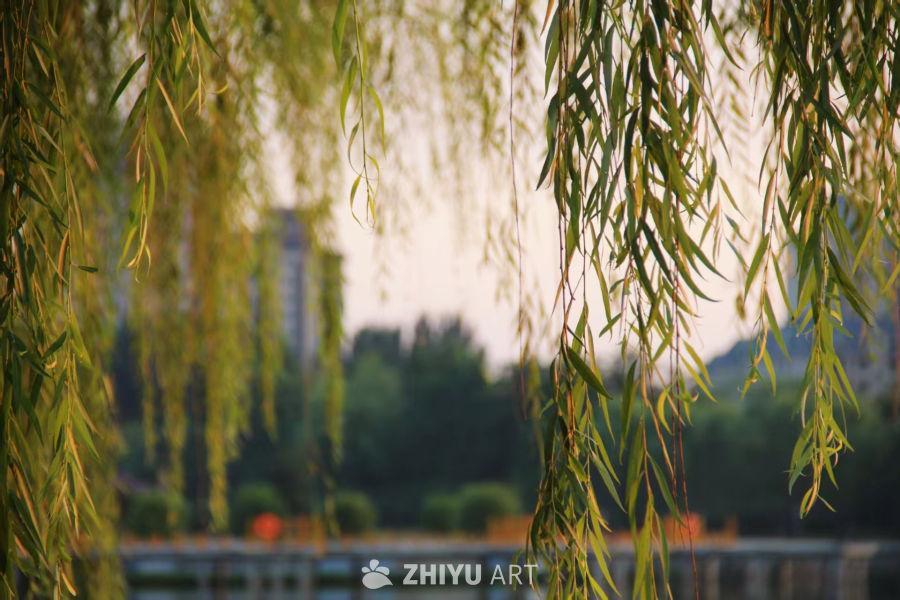 《柳韵》
