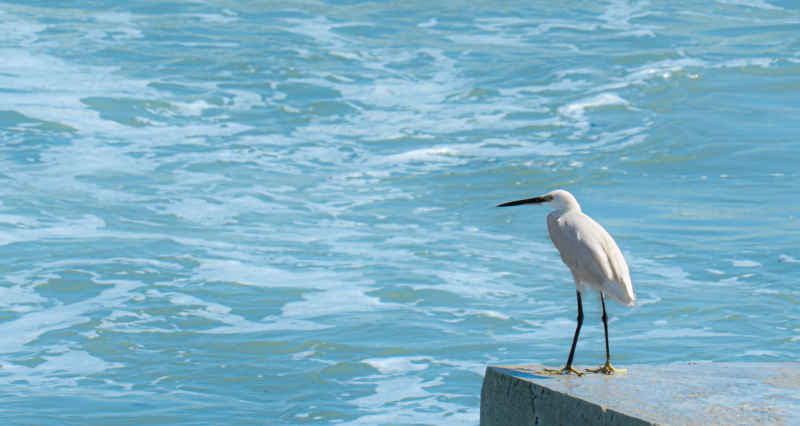 海与鸟