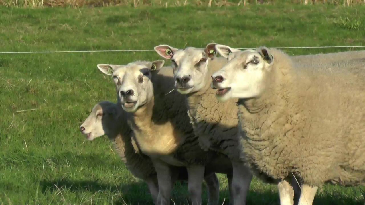 羊动物羊毛口