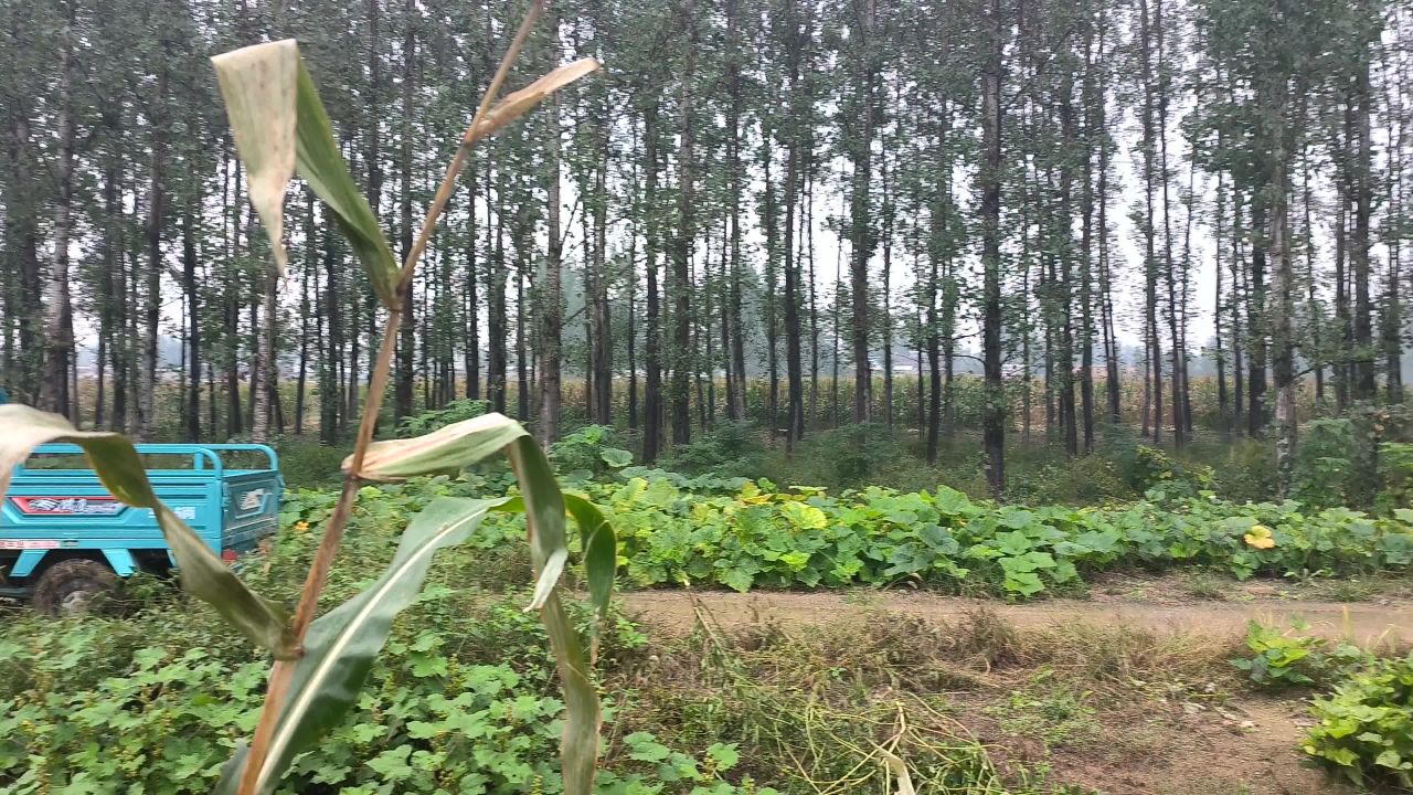 秋收 秋雨 秋粮 3