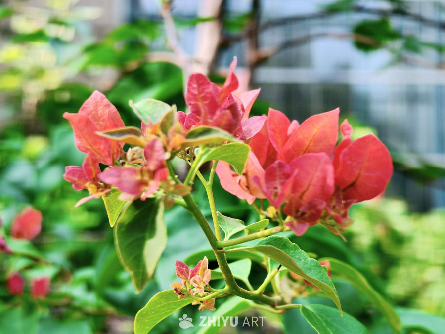 夏日里生机勃勃的红色鲜花