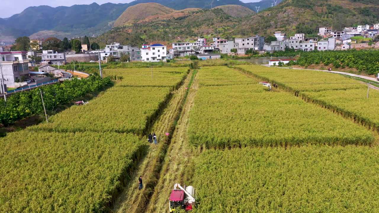 4k农业机械丰收航拍 薏仁米收割