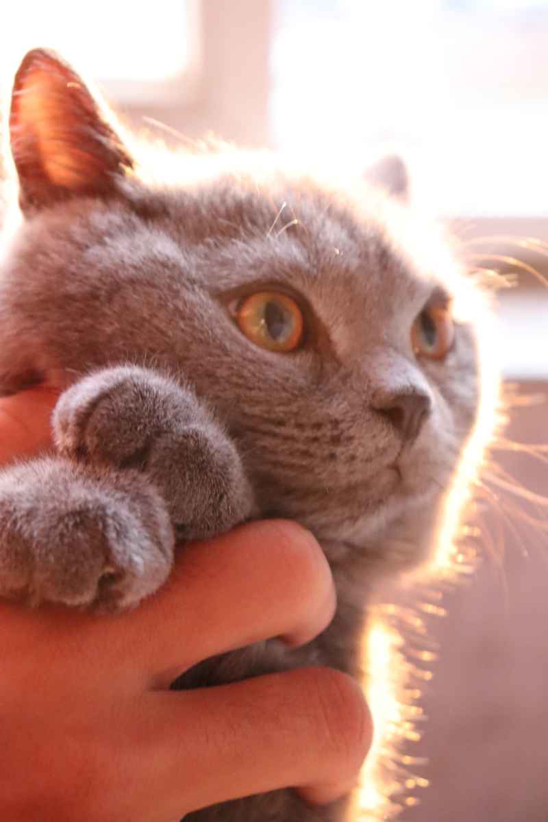 蓝猫自拍 28