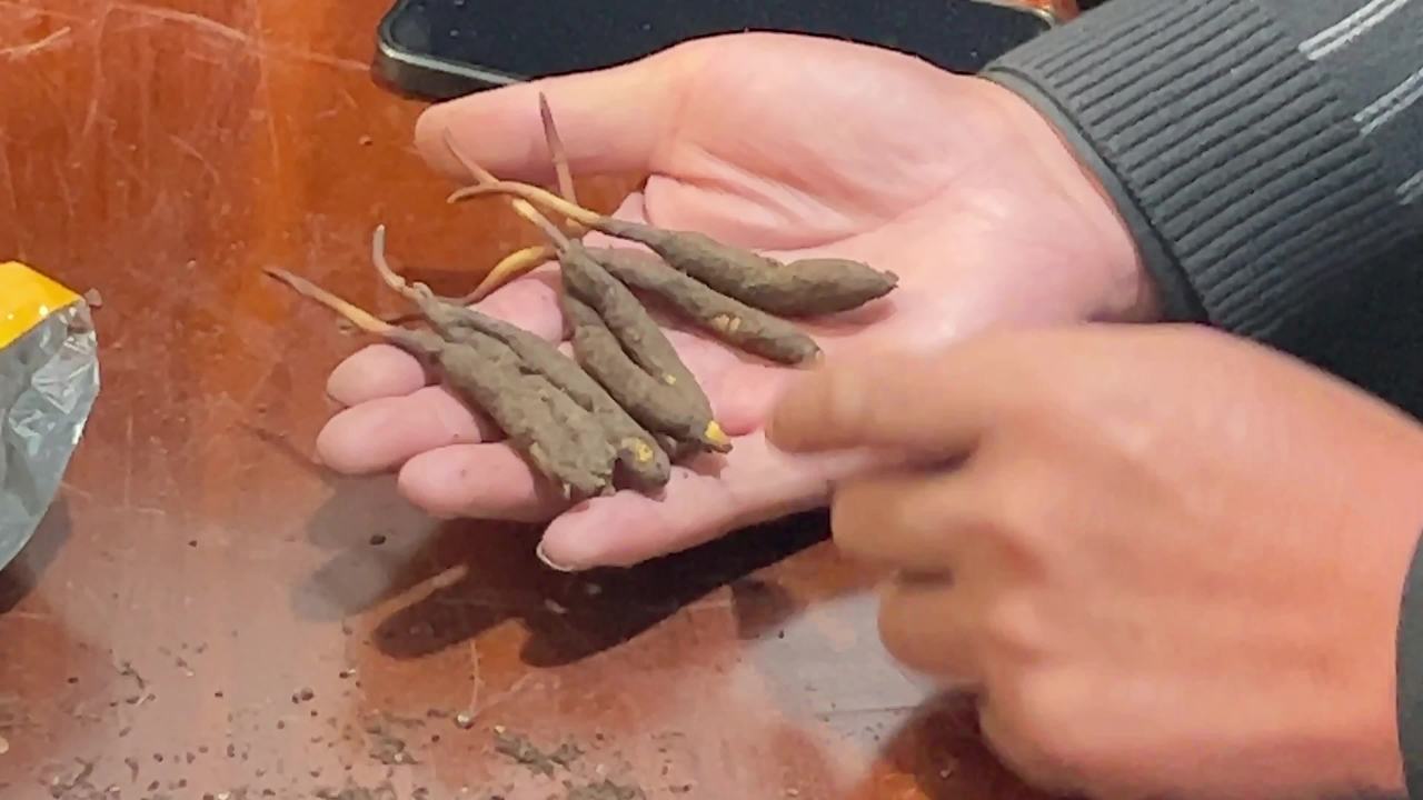 冬虫夏草