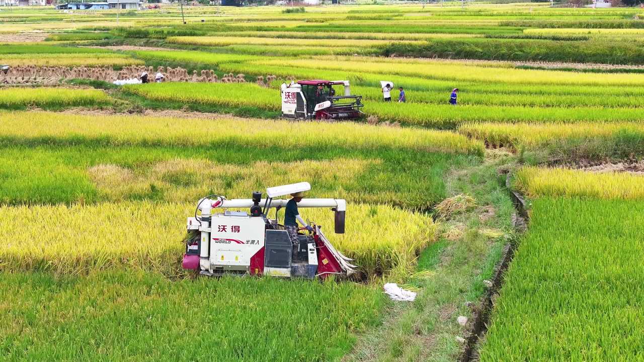 4k美丽乡村  水稻丰收农业机械收割稻谷