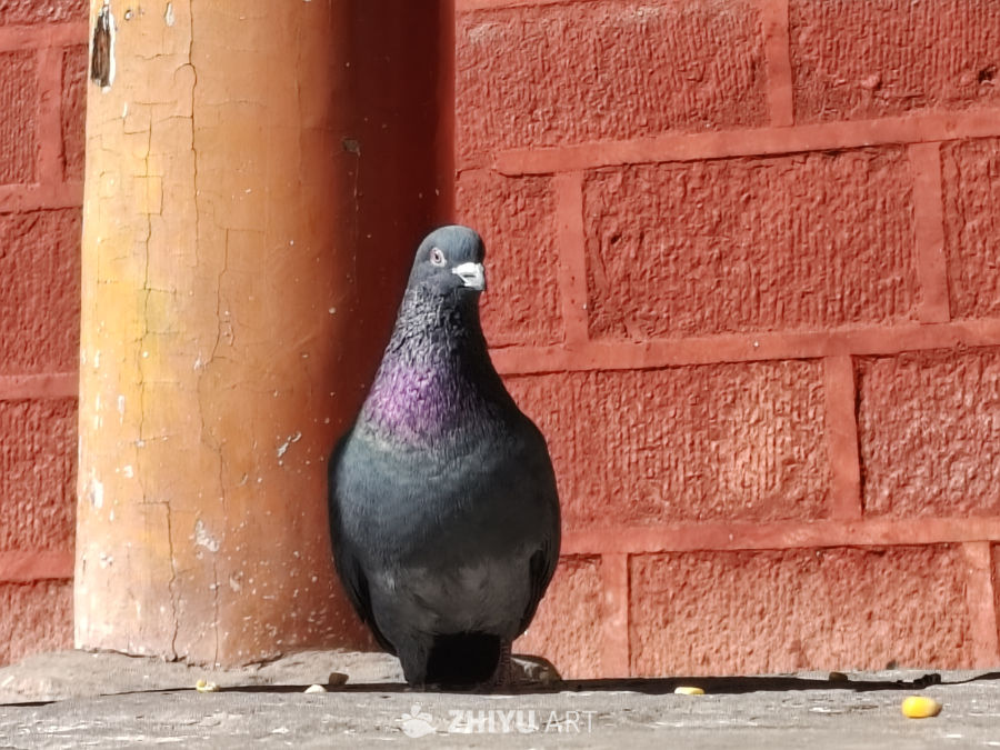 红砖墙下的鸽子