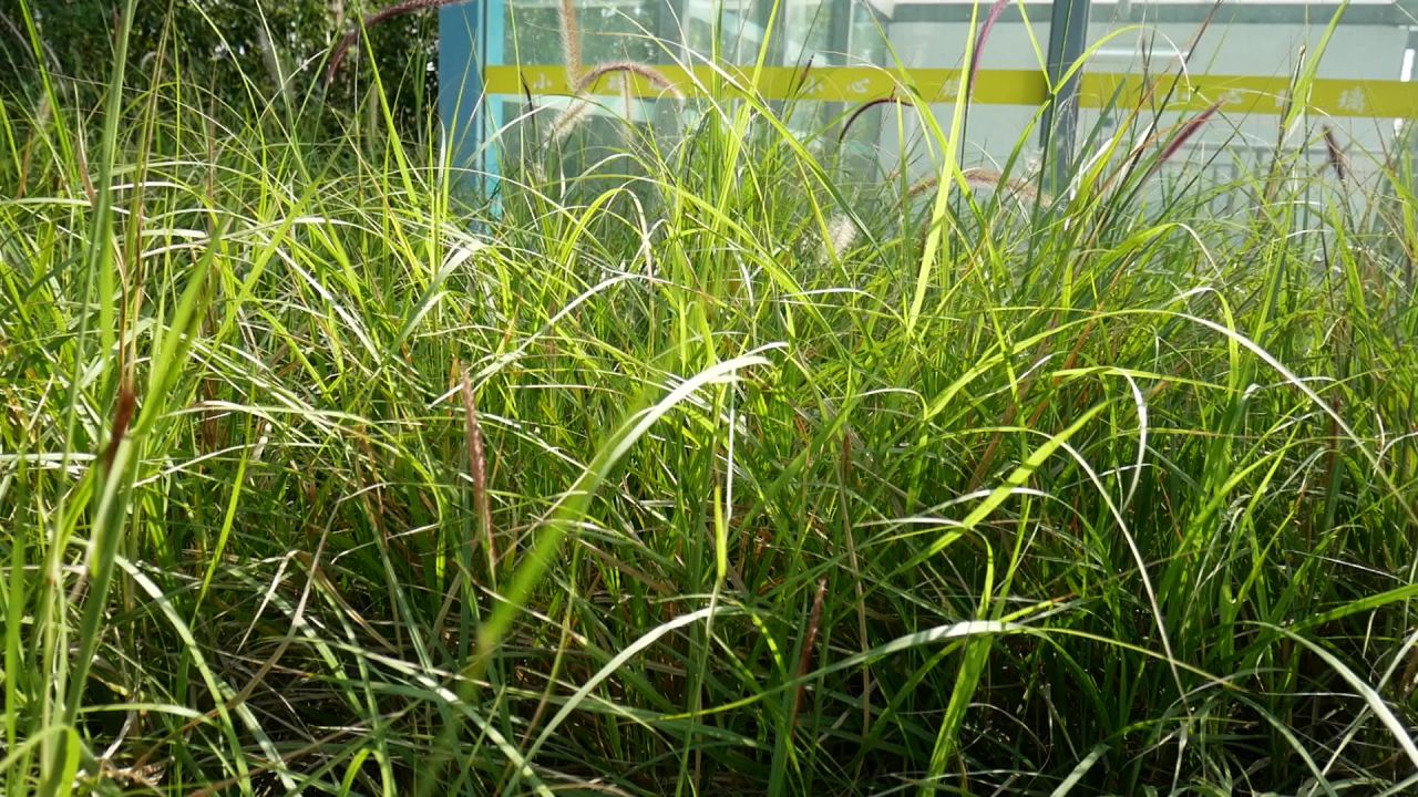 公园地下停车场行人出口的狼尾草丛