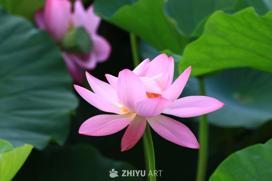 盛夏荷花 231