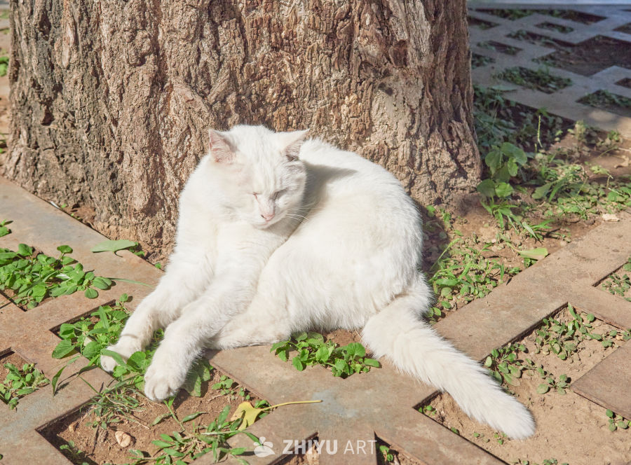 阳光洒落的树底白色长毛猫休憩特写