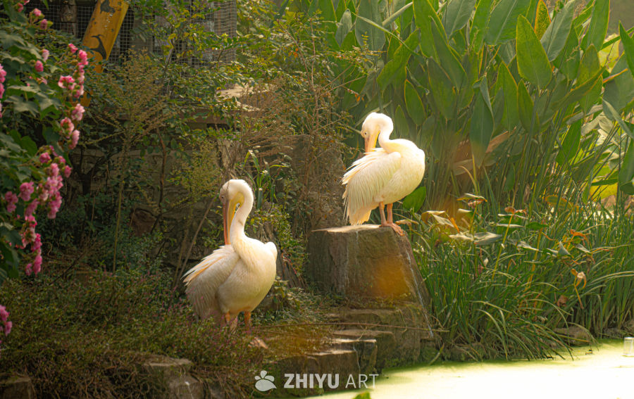 鹈鹕静憩于绿意盎然的自然中