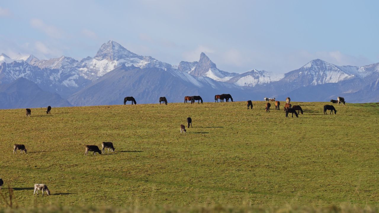 新疆伊犁天山雪山脚下喀拉峻草原上的骏马