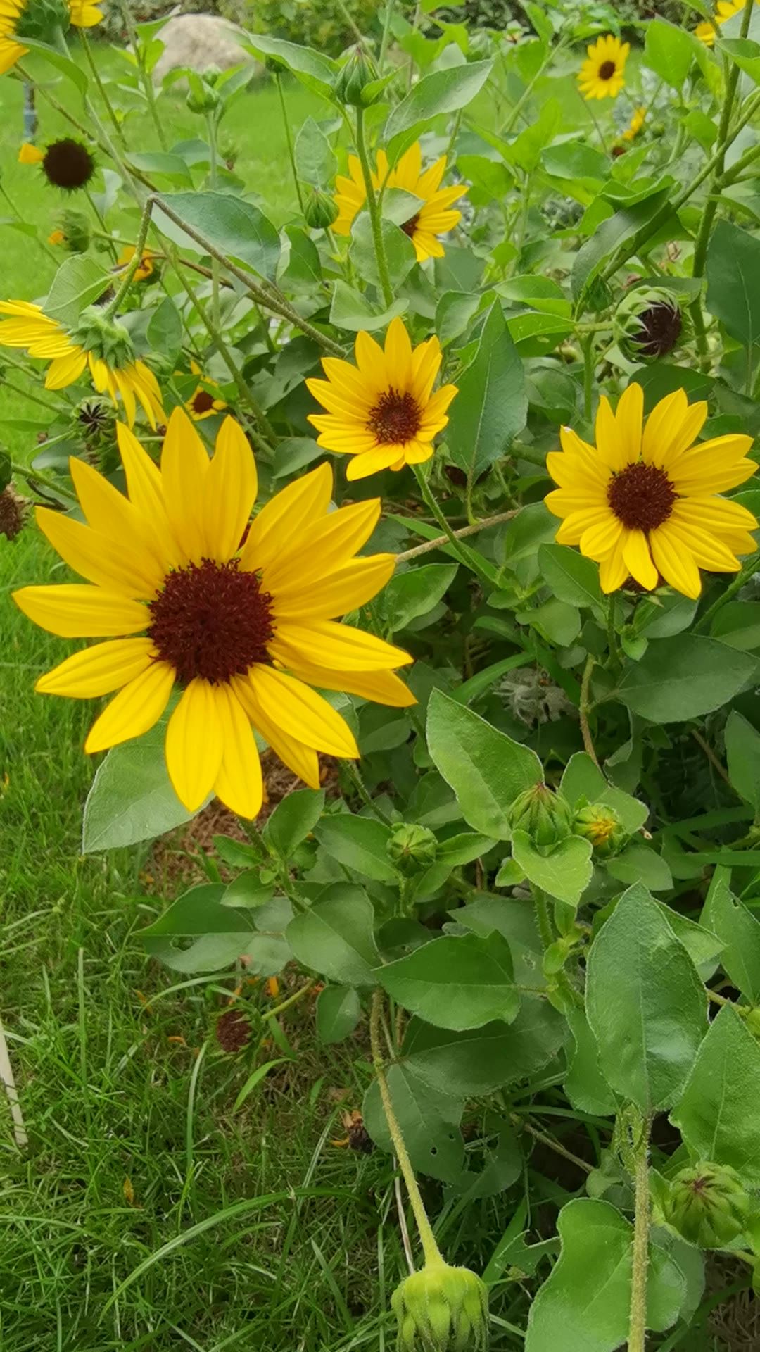 阳光下的花