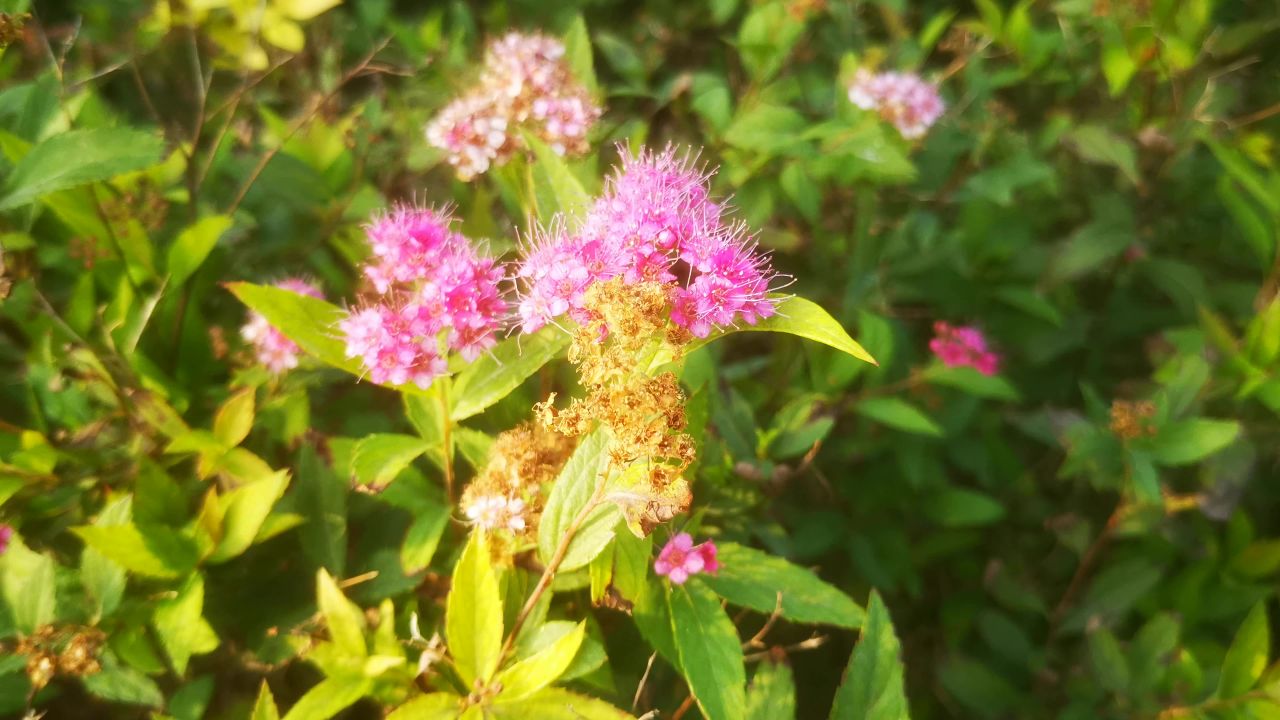 路边 野花 野草 植物 实拍