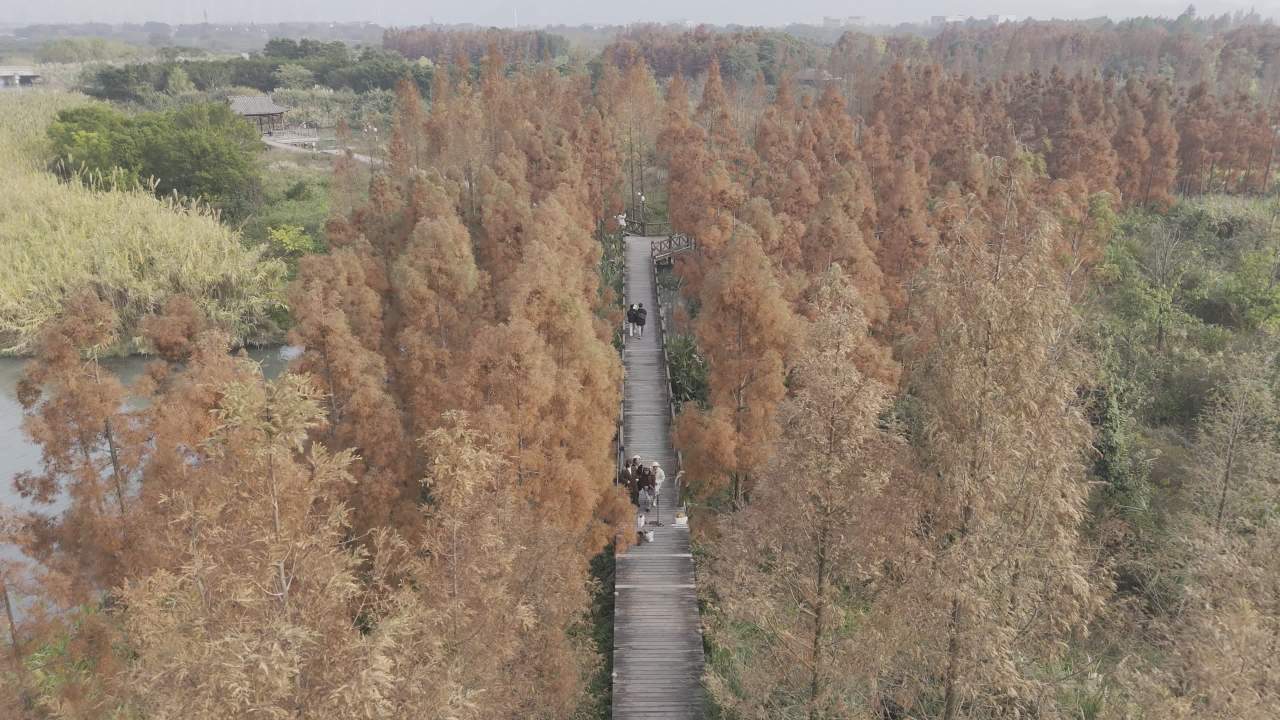 冬日的湿地 26