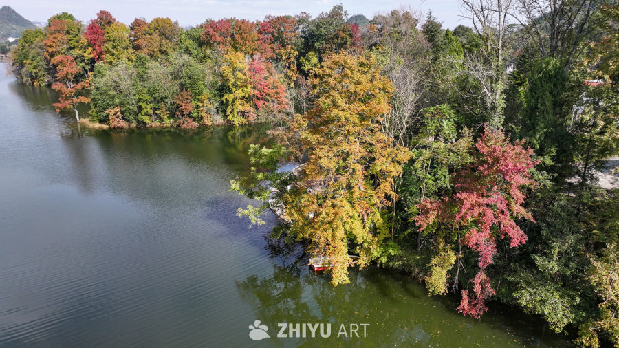 航拍水边枫叶美景  初冬枫叶似火 22