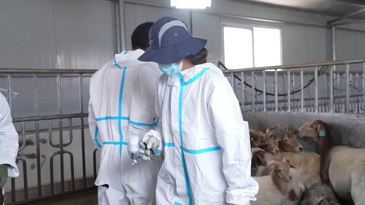 山羊养殖防疫工作